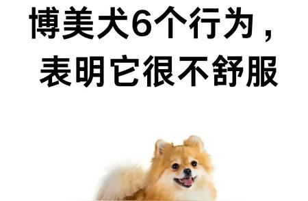 博美犬不舒服六大征兆解读