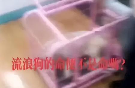 博主挺身而出！流浪狗生死关头获救助，却遭遇无情网暴！