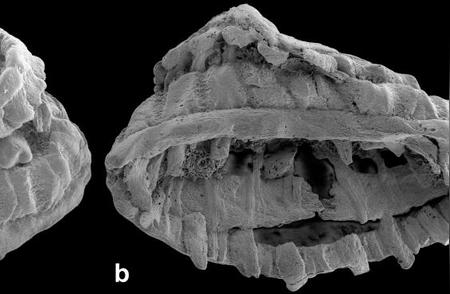 5亿年前的动物肌肉化石：古生物学家的惊人发现