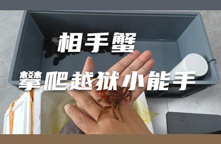 开箱！红螯相手蟹的攀爬之旅