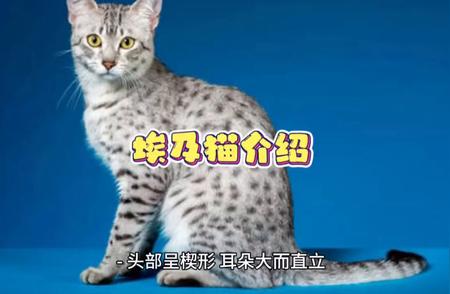 埃及猫品种介绍：探索神秘之猫的独特魅力