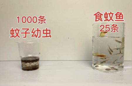 食蚊鱼四天饥饿后秒杀蚊子幼虫全过程揭秘