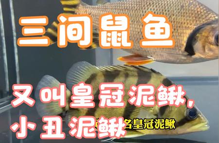 三间鼠鱼：神秘深海生物大揭秘