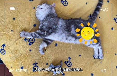 虎斑猫的世界：探寻独特的魅力与个性