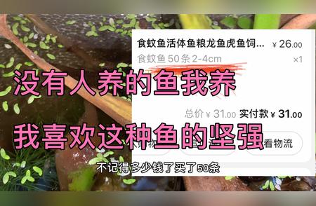 食蚊鱼的繁殖力与生长状况探索