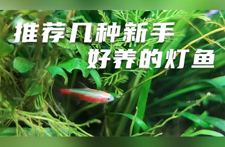 几种最易饲养的灯鱼品种推荐