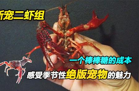 花小钱，体验水族新宠：惊艳的观赏虾等你来赏！