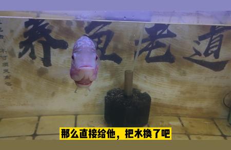 小罗汉鱼轻微肠炎怎么办？下药换水后状态迅速恢复！