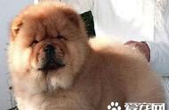 松狮犬成长日记：探索不同时期的外观变化