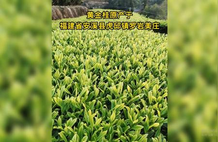 黄金桂乌龙茶：独特的韵味与品质