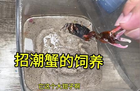 招潮蟹饲养指南：打造你的潮汐生态