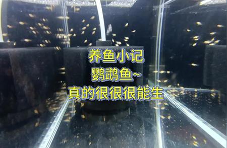 鹦鹉鱼的繁殖力惊人：一百条鱼苗的成长故事