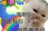 熊猫能否成为宠物？揭秘云养宠的魅力！