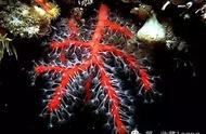 红珊瑚：自然界的活宝石