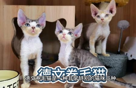 德文卷毛猫：深入了解这一独特品种的特征与养护