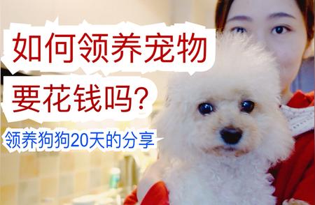 普通人如何参与公益领养狗狗（猫猫）？全面解析领养渠道！