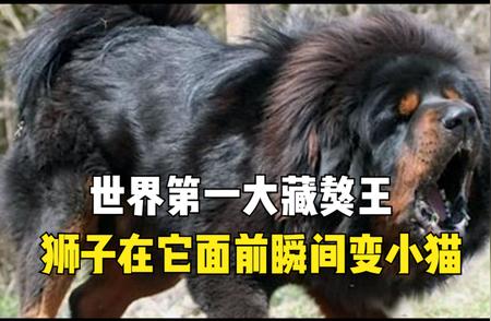 世界第一大藏獒王：神秘东方神犬的传奇故事