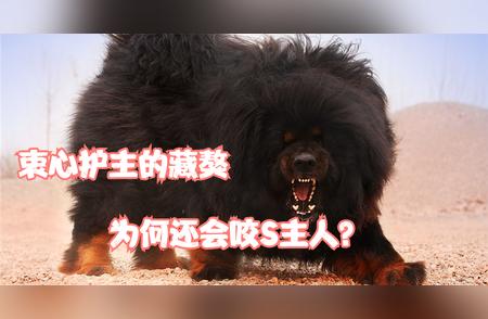 揭秘藏獒忠心背后的真相：主人被咬死事件深度解析