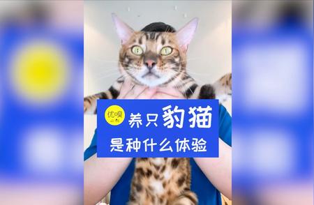 豹猫养成记：独特的养猫体验分享