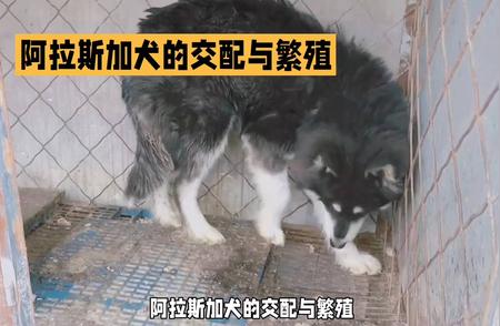 揭秘阿拉斯加犬交配季的奥秘