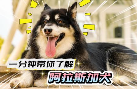 养阿拉斯加犬必知的10件事