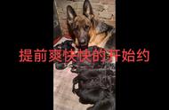 德国牧羊犬俱乐部精彩瞬间一览