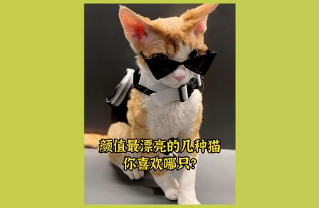 颜值最高的猫咪品种，你最喜欢哪一只？