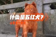 揭秘五红犬的品种特征与价值