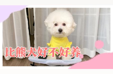 比熊犬的优缺点解析：让你全面了解养宠新选择！