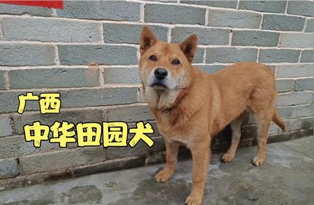 中华田园犬的驯服之路：五个月养成听话家宠