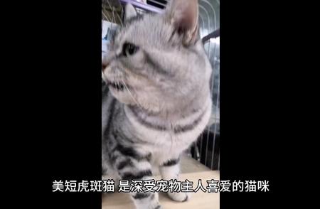 美短虎斑猫的特征与品种介绍