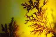 黄龙玉天然水草花：美得令人窒息的自然奇观