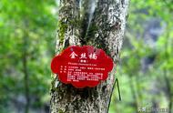 宜昌湖北惊现15万株金丝楠木，800年树王价值破亿
