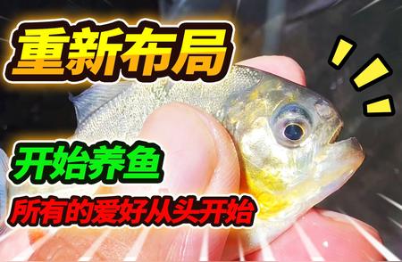 水族新纪元：鱼鱼房焕新布局挑战开启！