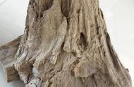 探索东北小兴安岭：古树木化石与树化玉的分布与多样性