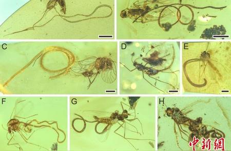 琥珀中的秘密：揭秘约1亿年前线虫的寄生行为演化