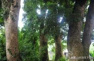 重庆老人院惊现千年金丝楠木，价值2.8亿！