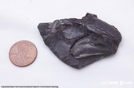英国煤矿挖掘出3.2亿年前化石，揭示最古老的大脑