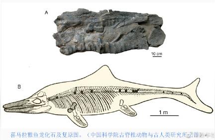 珠峰上发现史前海怪化石