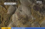 南京花：揭秘1.74亿年的历史，科学家发现最古老的花朵化石