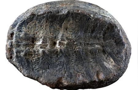 揭秘32亿年前神秘化石的真实身份