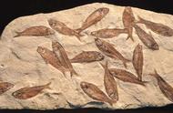 周口店的化石揭示几十万年前的历史真相