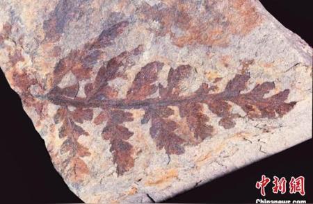 十堰地区揭示3亿年前古植物化石群的神秘面纱