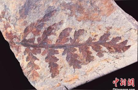 十堰湖北发现3亿年前古植物化石群
