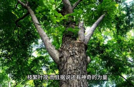 黄花梨古树：揭秘传奇故事#民间传说