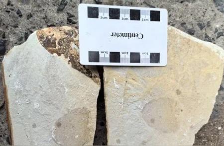 湖南惊现5.4亿年前的古老海绵化石！