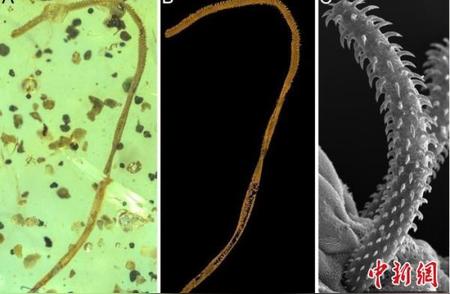 全球首个完整绦虫化石惊现，科学家联手揭秘