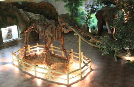 河北迁安市博物馆之旅：揭秘万年古象化石的史前奥秘
