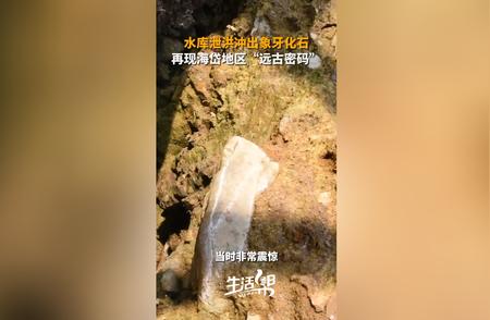 海岱区域泄洪揭秘：水库释放隐藏的史前象牙化石