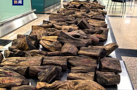 厦门海关查获48.65公斤沉香木，旅客行李中藏珍稀木材